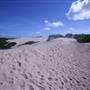 Cronulla Sand Dunes