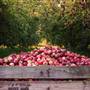 Logan Brae Orchard
