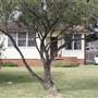 Rydalmere Houses