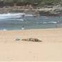 South Maroubra Beach