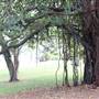Royal Botanic Garden Sydney