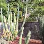 Royal Botanic Garden Sydney