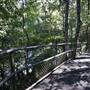 Minnamurra Rainforest Walk - Budderoo National Park
