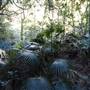 Minnamurra Rainforest Walk - Budderoo National Park
