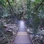 Minnamurra Rainforest Walk - Budderoo National Park