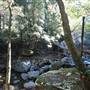 Minnamurra Rainforest Walk - Budderoo National Park
