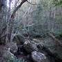 Minnamurra Rainforest Walk - Budderoo National Park