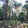 Munmorah State Conservation Area - Palms Picnic Area