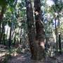 Munmorah State Conservation Area - Palms Picnic Area