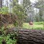 Jenolan State Forest
