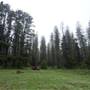 Jenolan State Forest