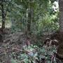 Red Cedar Flat picnic area