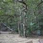Mount Keira Scout Camp File 1