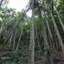 Mount Keira Scout Camp File 1