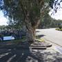 Rookwood Cemetery