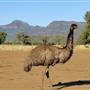 Emu Logic