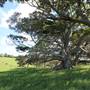Rosebank Farm