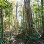 Ardeena - Jungle / Rainforest Private Property