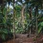 Ardeena - Jungle / Rainforest Private Property