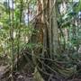 Ardeena - Jungle / Rainforest Private Property