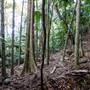 Ardeena - Jungle / Rainforest Private Property