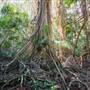 Ardeena - Jungle / Rainforest Private Property