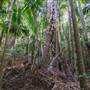 Ardeena - Jungle / Rainforest Private Property