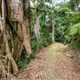 Ardeena - Jungle / Rainforest Private Property