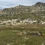 Snowy Mountains - Semi-Dry Steppes
