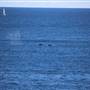 Cape Solander