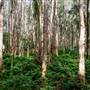 Island Quarry - Eucalypt Forest