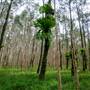 Island Quarry - Eucalypt Forest