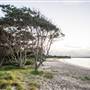 Hickey Island - Yamba