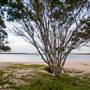Hickey Island - Yamba