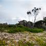 Hickey Island - Yamba