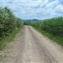 Wooyung Cane Fields