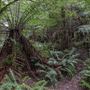 Cathedral of Ferns - Mount Wilson