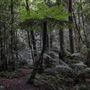 Cathedral of Ferns - Mount Wilson