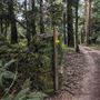 Cathedral of Ferns - Mount Wilson