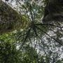 Cathedral of Ferns - Mount Wilson