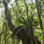 Minnamurra Rainforest Walk - Budderoo National Park