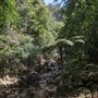 Minnamurra Rainforest Walk - Budderoo National Park