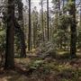 Jenolan State Forest