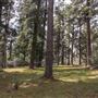 Jenolan State Forest