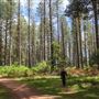 Jenolan State Forest