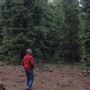 Dingo Road Arboretum - Vulcan State Forest