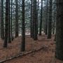 Dingo Road Arboretum - Vulcan State Forest