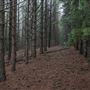 Dingo Road Arboretum - Vulcan State Forest