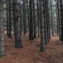 Dingo Road Arboretum - Vulcan State Forest