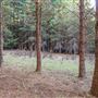 Dingo Road Arboretum - Vulcan State Forest